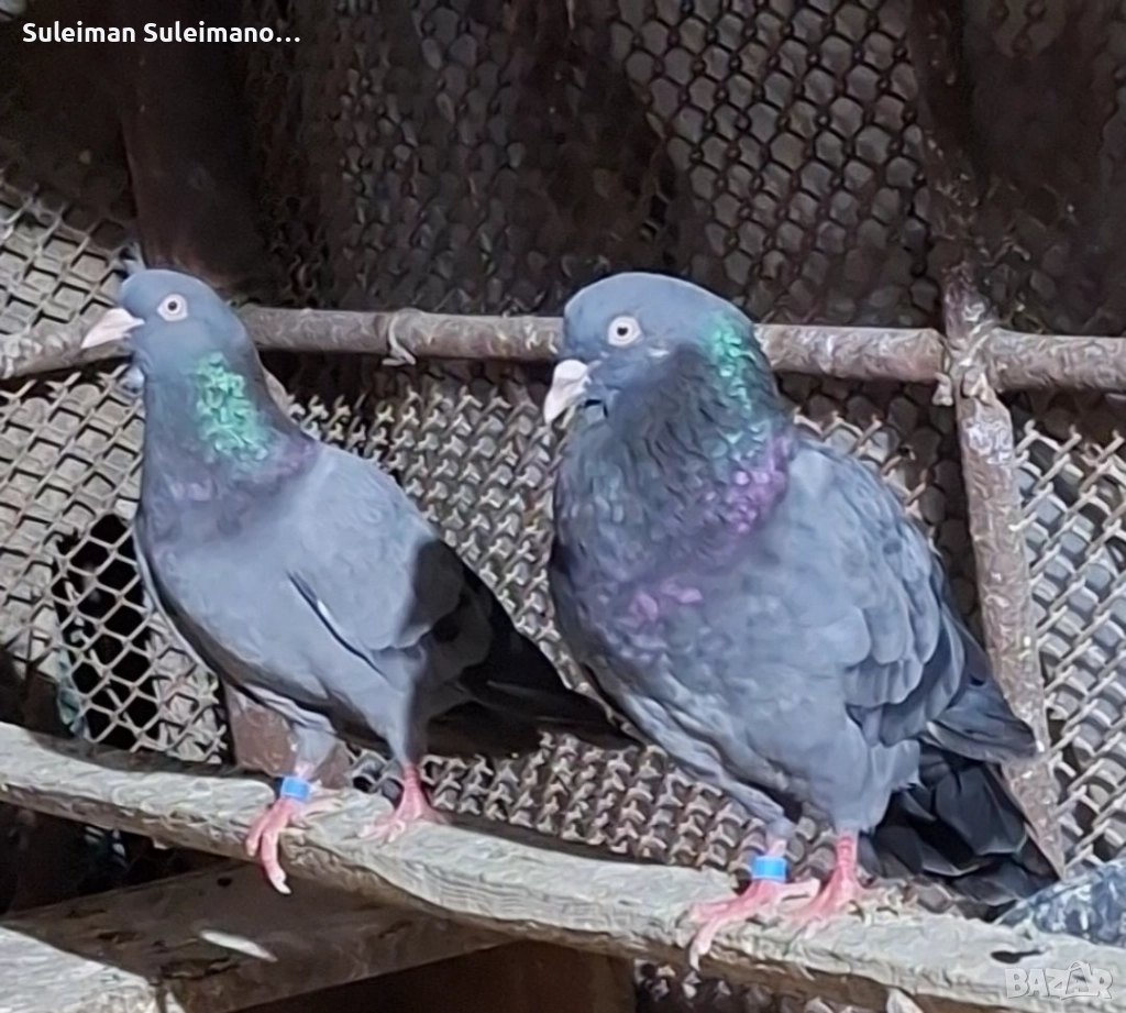 Въртеливи гълъби 50 лв 2 те двойки, снимка 1