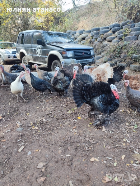 Продавам пуйки, снимка 1