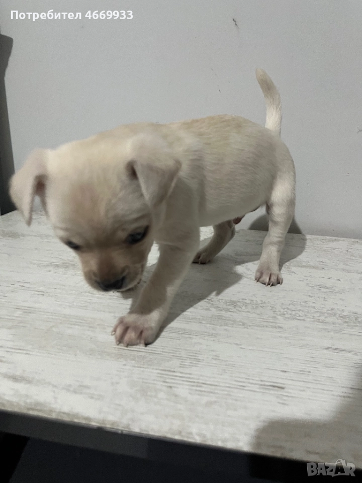 Чихуахуа , снимка 1