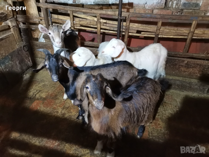 Продавам 3 последни свободни ярета по избор две женски и три мъжки, снимка 1