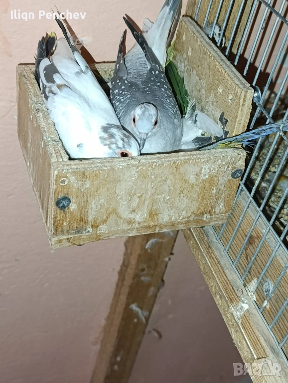 Свободна двойка диамантени гугутки., снимка 1