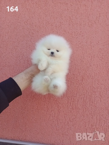 Женски бял Померан. Реални снимки от днес!, снимка 5 - Померан - 53793098