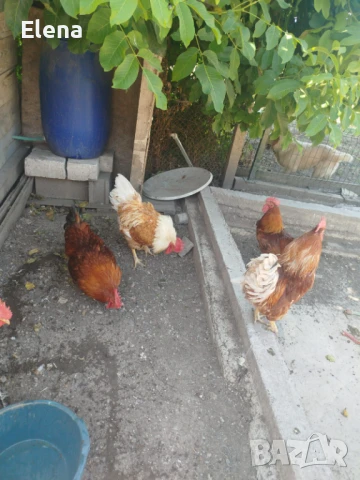 Продавам домашни млади петли , снимка 1