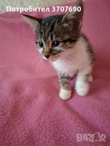 Женско котенце на 2,5месеца търси дом