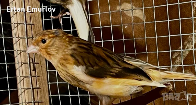 Канари Орфей и цветни 2025г., снимка 2 - Канари - 51149563