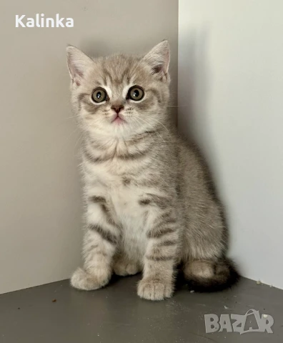 Британско късокосместо таби, снимка 2 - Британска късокосместа - 50895217