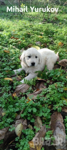 Голдън ретривър , снимка 5 - Голдън ретривър - 52402933