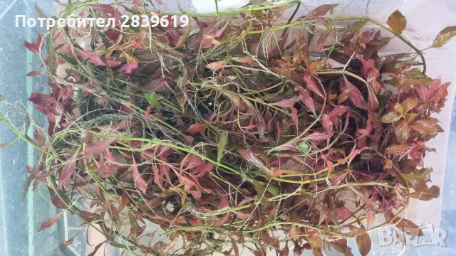 лесни за отглеждане аквариумни растения , снимка 2 - Оборудване за аквариуми - 50358128