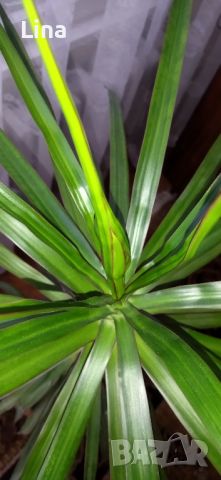 Палма , снимка 2 - Стайни растения - 46008115