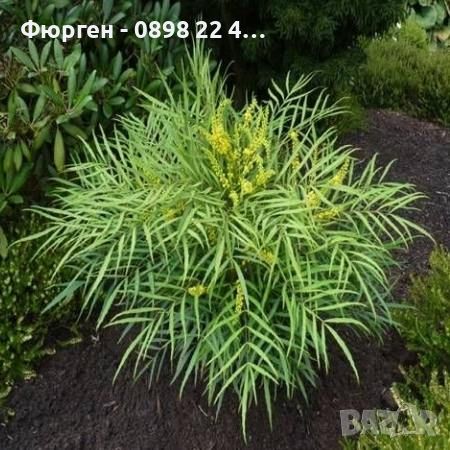 Махония (Mahonia soft caress) Цена 26лв