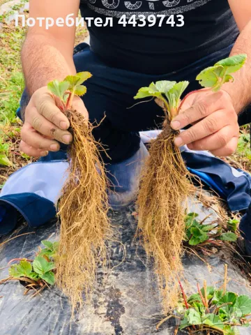 Разсад , снимка 1