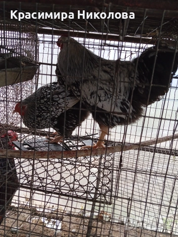 Двойка сребърен виандот, снимка 5 - Кокошки и пуйки - 53918526