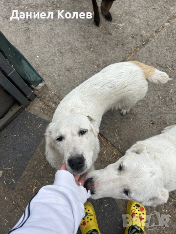 Продавам женски алабай, снимка 6 - Алабай - 54001463