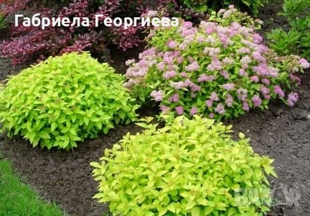 Спирея японика , снимка 2 - Градински цветя и растения - 50608840