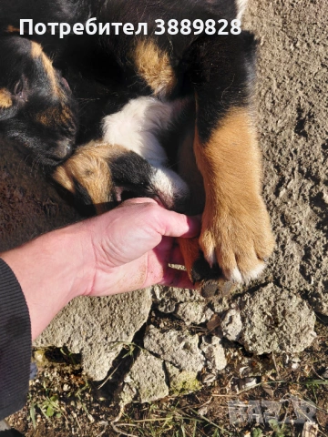 Две мъжки.Между Каракачанка и Ловджийски куче , снимка 5 - Други - 53005695