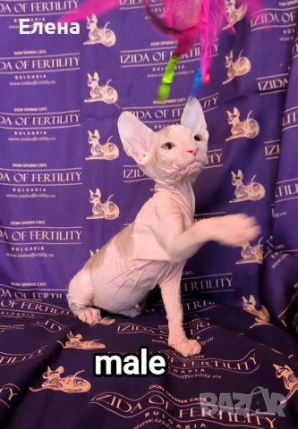 Донски сфинкс с родословие, снимка 3 - Сфинксове - 52185858