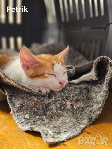 ще го дадем в добри ръце