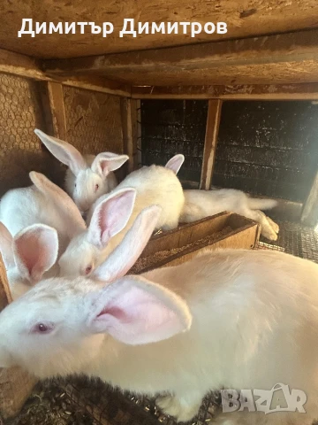 Зайци за месо и разплод, снимка 9 - Други - 50191126