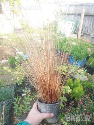 Карекс - Декоративна трева, снимка 4 - Градински цветя и растения - 30071691