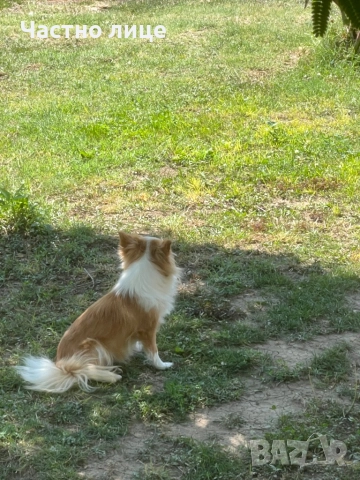 Женско чихуахуа, снимка 1