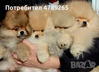 Померан Джудже с Родословие , снимка 2 - Померан - 54125324