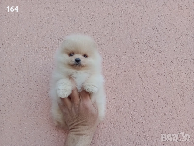 Померани. Реални снимки! 