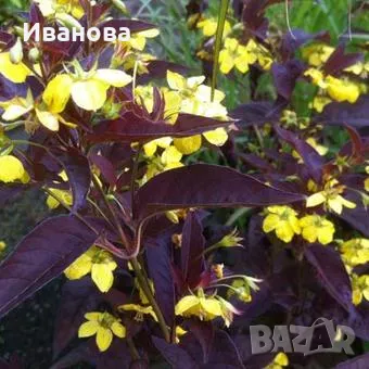 Червенолистна лизимахия