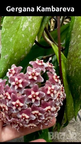 Hoya pubicalyx Royal Hawaiian Purple , снимка 3 - Стайни растения - 45319577