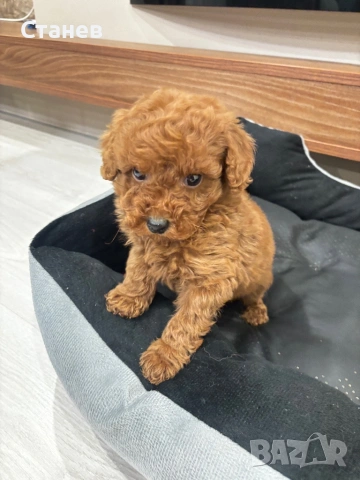 Той Пудел Момче Червен /Toy Red Poodle