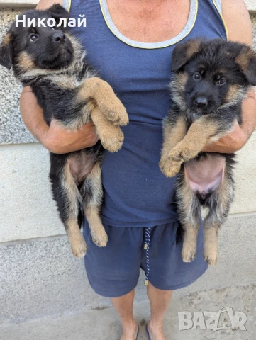 Продавам чистокръвни немски овчарки , снимка 1