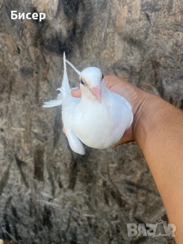 Търговишки гълъби, снимка 2 - Гълъби - 51387757