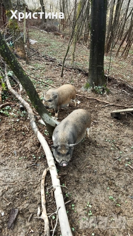 виетнамски прасета, снимка 5 - Прасета - 54004355