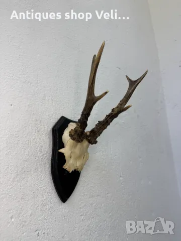 Ловен трофей №6895 , снимка 1