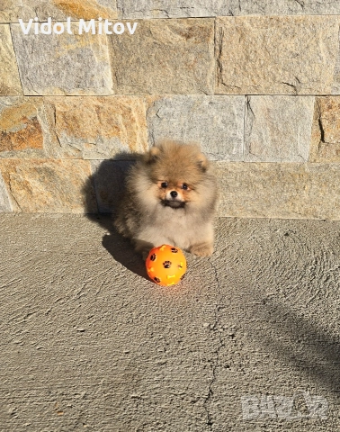 Мини Померан момче , снимка 2 - Померан - 52873069