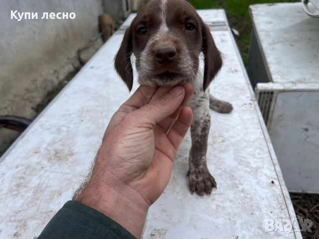 Кученца за трюфели , снимка 11 - Други - 51565937