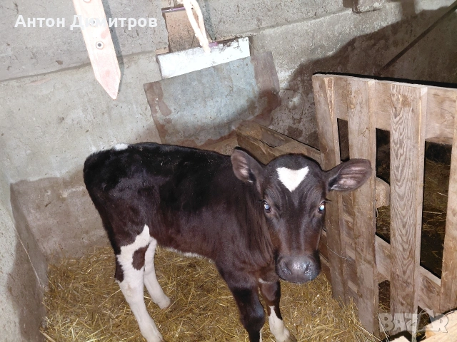 Теле сукалче, снимка 2 - Крави - 53463539