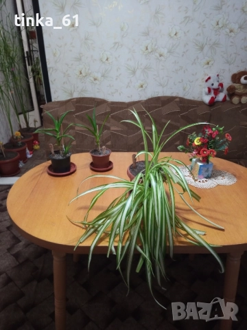 Хлорофитум, алое