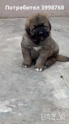 Кавказка овчарка, снимка 2 - Кавказка овчарка - 53921804