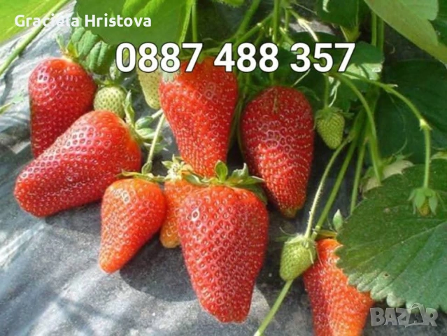 Продавам качествен разсад ягоди , снимка 7 - Градински цветя и растения - 53496428