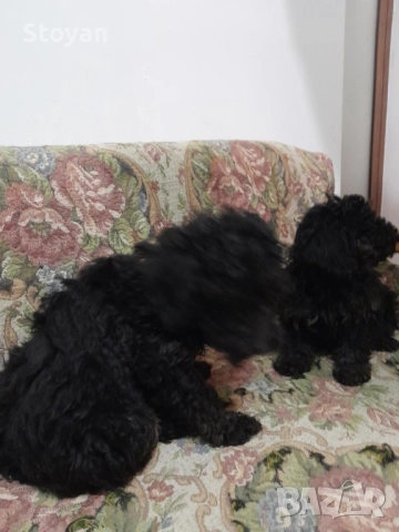 Продавам мини пудели , снимка 2 - Пудели - 52755452