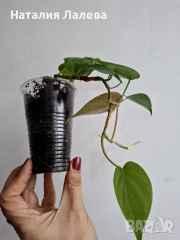 Филодендрон, philodendron scandens heartleaf , снимка 3 - Стайни растения - 53095168