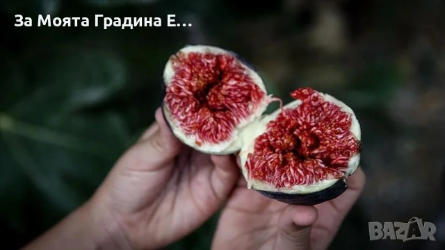 Смокиня - Бурса , снимка 2 - Градински цветя и растения - 53618875