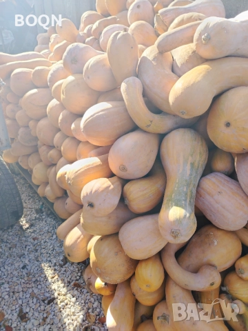 Тикви цигулка , снимка 3 - Домашни продукти - 52512074