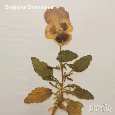 Систематичен хербарий, снимка 7 - Ученически пособия, канцеларски материали - 53371016