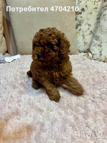 Продавам мини Той пудел, снимка 2 - Пудели - 53045292