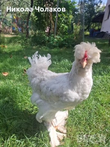 Петлета , снимка 2 - Кокошки и пуйки - 51811269