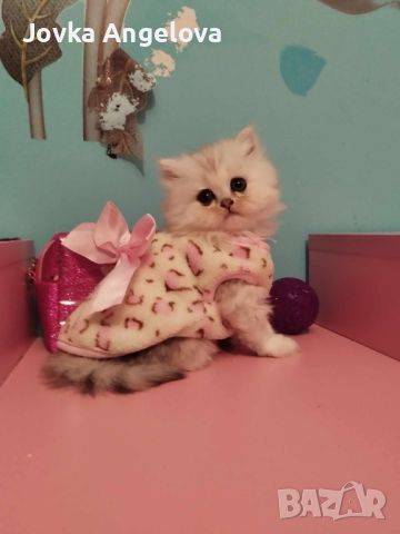 Малки сладки котета, снимка 2 - Британска късокосместа - 45264153
