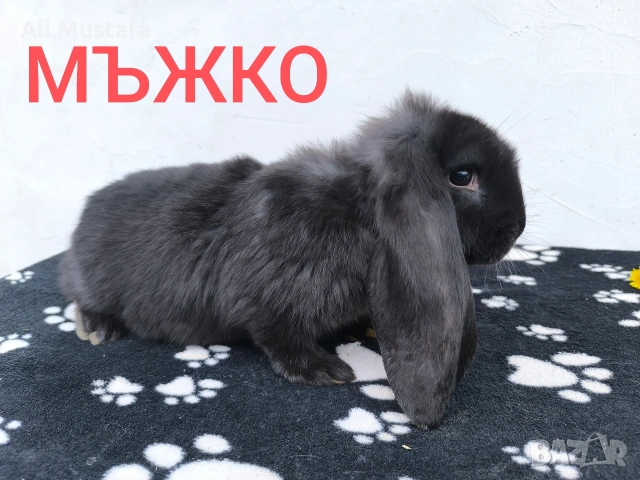 ЗАЙЦИ, снимка 7 - Други - 53465684