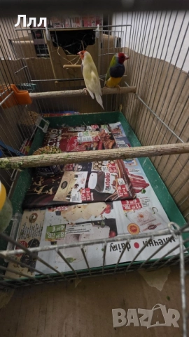 Гулдови Амадини, снимка 2 - Амадини - 52930529