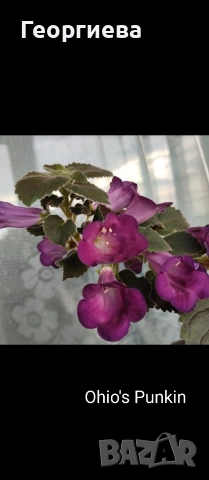 ризоми ахименес 